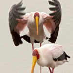 Африканский клювач - Mycteria ibis