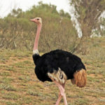 Африканский страус - Struthio camelus