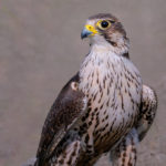 Балобан - Falco cherrug