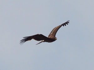 Большой подорлик (Greater Spotted Eagle, Aquila clanga)