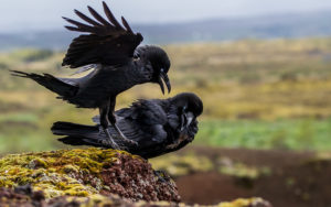 Ворон - Corvus corax
