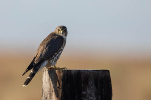 Дербник - Falco columbarius