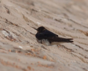 Деревенская ласточка (Barn Swallow, Hirundo rustica)