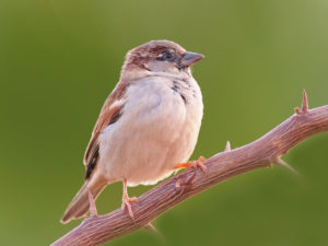 Домовой воробей (House Sparrow, Passer domesticus)