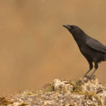 Европейская чёрная ворона - Corvus corone
