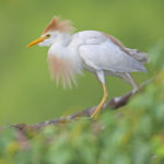 Египетская цапля - Bubulcus ibis