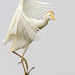 Египетская цапля - Bubulcus ibis