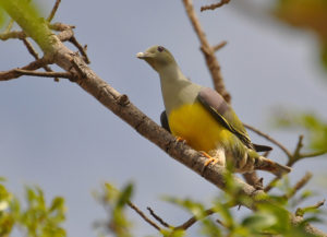 Желтобрюхий зелёный голубь - Treron waalia
