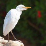 Западная египетская цапля (Western Cattle Egret, Bubulcus ibis)