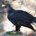 Кафрский орёл - Aquila verreauxii