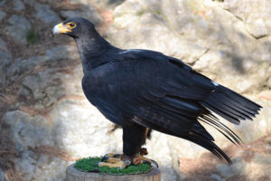 Кафрский орёл - Aquila verreauxii