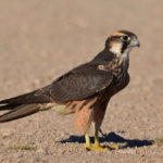 Ланнер - Falco biarmicus