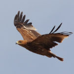 Могильник (Eastern Imperial Eagle, Aquila heliaca)