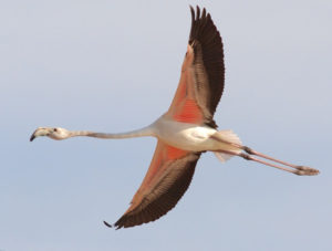 Обыкновенный фламинго (Greater Flamingo, Phoenicopterus roseus)