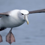 Осторожный альбатрос - Thalassarche cauta