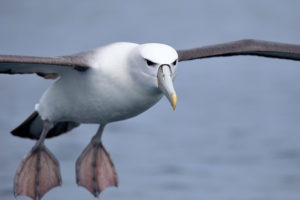 Осторожный альбатрос - Thalassarche cauta