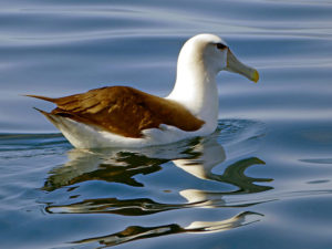 Осторожный альбатрос - Thalassarche cauta2