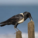 Пегий ворон - Corvus albus