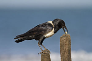 Пегий ворон - Corvus albus