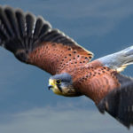 Пустельга - Falco tinnunculus