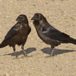 Пустынный ворон - Corvus ruficollis
