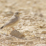 Пустынный жаворонок - Ammomanes deserti