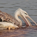Розовоспинный пеликан - Pelecanus rufescens