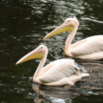 Розовый пеликан - Pelecanus onocrotalus