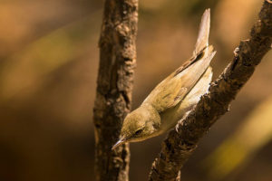 Садовая камышевка - Acrocephalus dumetorum