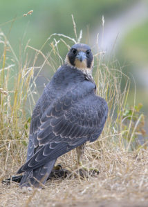 Сапсан - Falco peregrinus