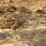 Сенегальская авдотка - Burhinus senegalensis