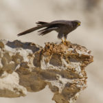 Серебристый чеглок - Falco concolor