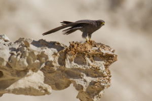 Серебристый чеглок - Falco concolor