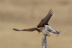 Степная пустельга - Falco naumanni