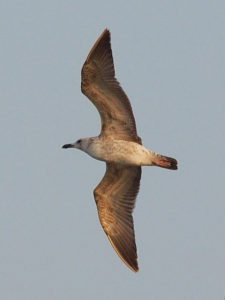 Хохотунья (Caspian Gull, Larus cachinnans)