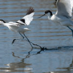 Шилоклювка - Recurvirostra avosetta