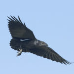 Щетинистая ворона - Corvus rhipidurus