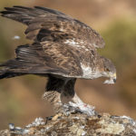 Ястребиный орёл - Aquila fasciata